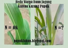 Gulma merupakan pesaing bagi tanaman dalam memperoleh hara. Ini Langkah Pemupukan Jagung Hibrida Dan Nonhibrida Agar Produksi Tinggi Pupuk Lahan