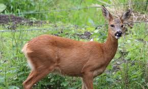 Image result for roe deer