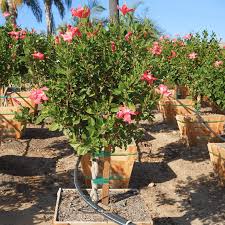 Image result for Hibiscus
