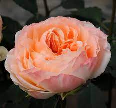 Princess Aiko Beloved Is From Our Princess Japanese Garden Rose Collection And Is Grown Exclusively By Alexandra Farms Rose Princess Garden Garden