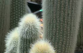 Offshoots without roots will eventually root themselves, but offshoots with existing roots have a greater chance of survival on their own. Garden Houmse
