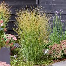 Image result for Panicum gracilicaule