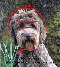 We did not find results for: Grooming Your Labradoodle Northwest Australian Labradoodles S Blog