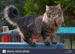 One of the most remarkable traits of the domestic longhair cat is that they are typical cats with long hair. Long Haired Tabby Cat Online