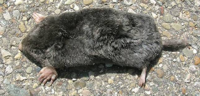 Eastern Mole | Ohio Department of Natural Resources