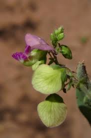 Image result for Polygala sphenoptera
