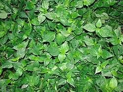 Image result for Dicliptera maculata