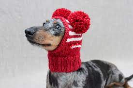 Knitted Dog Hat Dog Hat Hats Crusoe The Celebrity Dachshund
