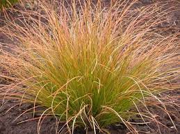 Carex Testacea Ornamental Grasses Evergreen Garden Plants