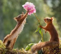 Best Wild Planet On Instagram Photo By Geertweggen Follow Best Wild Planet For More Cute Animals Nature Animals Cute Squirrel