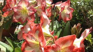 Image result for Hippeastrum sp. cultivars