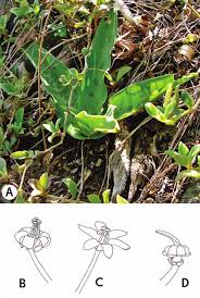 Image result for Ledebouria luteola
