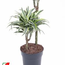 Image result for Carex steudneri