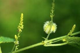 Image result for Tragia rupestris