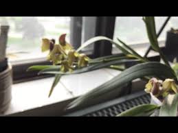 Image result for Polystachya galeata