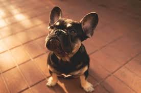 We did not find results for: What Are The French Bulldog Colors Frenchie Journey