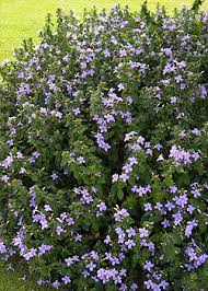 Image result for Barleria obtusa