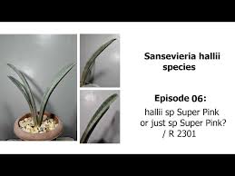 Image result for Sansevieria hallii