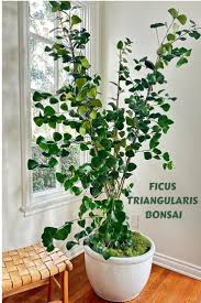 Image result for Ficus triangularis