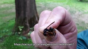 Als hun nest wordt bedreigd, kunnen aziatische. Nvwa Spoort Aziatische Hoornaar Op Youtube