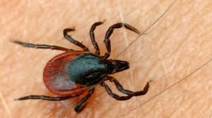 Möglichst viel zeit draußen im freien verbringen, so lautet die devise naturverbundener menschen vor allem in der warmen jahreszeit. Zeckenbiss Juckt Darum Sollten Sie Jetzt Besonders Vorsichtig Sein Und Zum Arzt Gehen Gesundheit