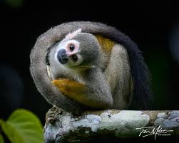 Image result for Micractis