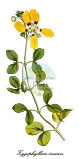 Image result for Zygophyllaceae