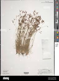 Image result for Bulbostylis clarkeana