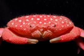 Image result for Crabbea nana