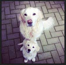 yara and her puppy yousi golden retriever training best dogs for families big dogs