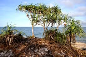 Image result for Pandanus chiliocarpus