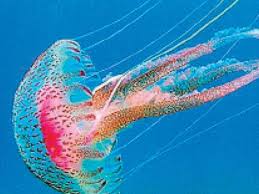 Cnidarios