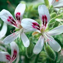 Image result for Pelargonium
