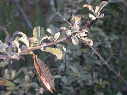 Image result for Catophractes alexandri