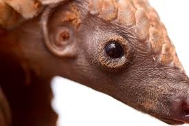 Our work is focused on achieving a sustained reduction in illegal wildlife trade by increasing the risks and reducing the rewards associated with trading in wildlife contraband, thereby reducing the criminal motivation and engagement in the illicit trade that is driving the poaching crisis. Fascinating Pangolin Facts