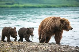 Na het ineenstorten van deze. Berenjongen Op Stap In De Kamchatka Rivier Berenjong Bruine Beer Natuurwonderen