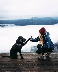 Pin By Anush On Sobaki Dog Adventure Dogs Hiking Dogs