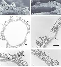 Image result for Anisopappus chinensis