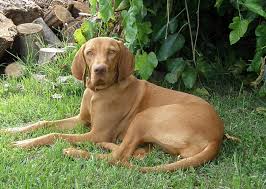 Image result for výmarský krátkosrstý ohař