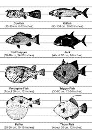Answered by mufti muhammad ibn adam. What Fish Is Haram To Eat