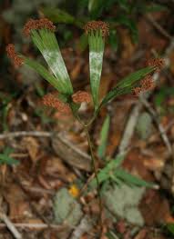 Image result for Schizaea pectinata
