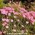 Dianthus Superbus