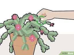 To fix it, water more frequently (but take care. How To Prune A Christmas Cactus 12 Steps With Pictures