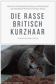 Bkh Britischkurzhaar Britischkurzhaarkatze Katze Katzen Katzenrasse Kurzhaar Katzen Katzen Katze Britisch Kurzhaar