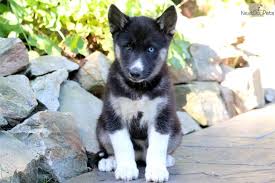 In general, the breed characteristics of this dog can be said to be a mix of the characteristics of german shepherds and a mix of the characteristics of siberian huskies. Milly Siberian Husky Puppy For Sale Near Lancaster Pennsylvania F28ff4f0 2d01