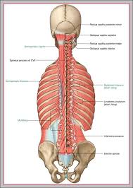 Select from premium back muscles images of the highest quality. Lower Back Muscles Chart Back Graph Diagram All Of These Things Can Lead To Long Term Back Pain And Chronic Complaining Sample Product Tupperware