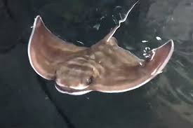 Eagle rays, shark and permit school. Video Of Eagle Ray Pups Born At Kelly Tarlton S Aquarium Is Cutest Thing Ever Nz Herald