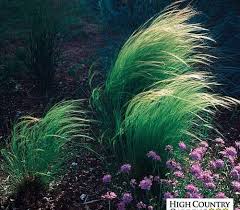 Image result for Polystachya tenuissima