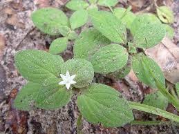 Image result for Richardia brasiliensis