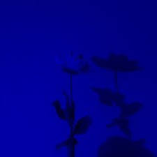 Add to favorites long 25 inch wavy midnight blue color wig with bangs. 170 Neon Blue Ideas Blue Aesthetic Neon Blue Everything Is Blue